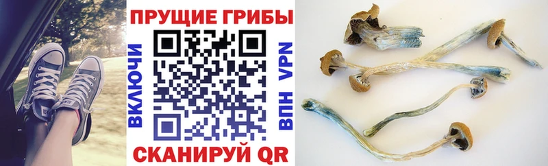 Галлюциногенные грибы мицелий  Тверь 